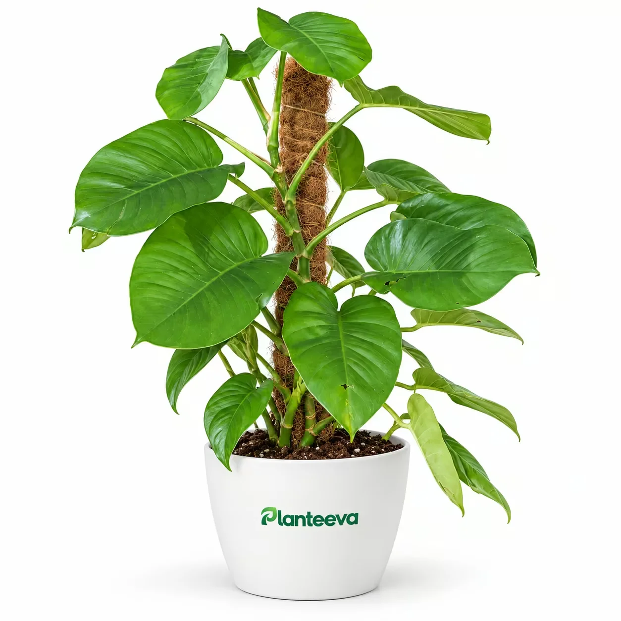 002-money-plant-indoor-featured_resized
