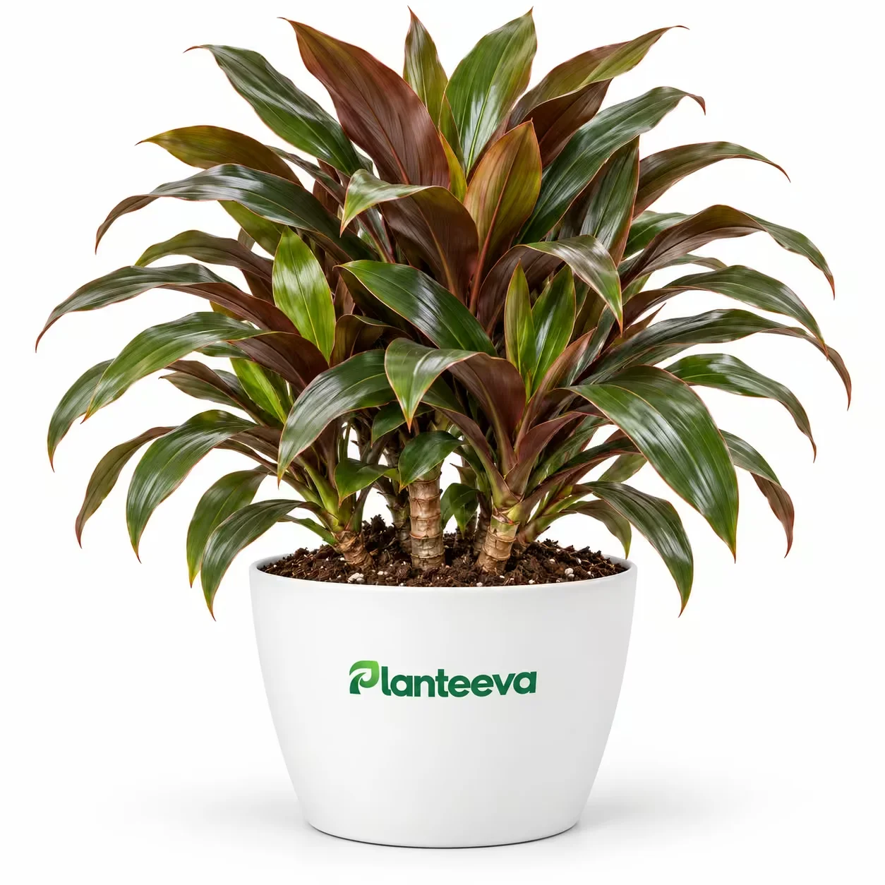 003-chocolate-dracaena-featured_resized