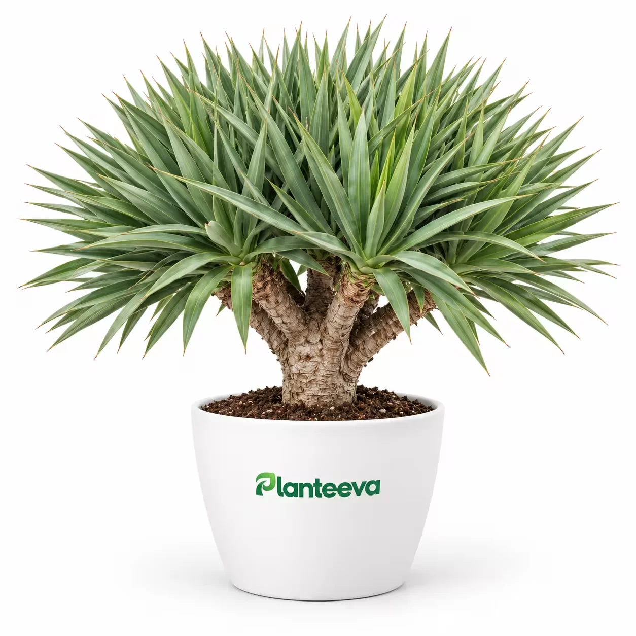 004-draco-dracaena-featured_resized