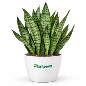 Snake Plant