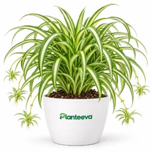 Spider Plant