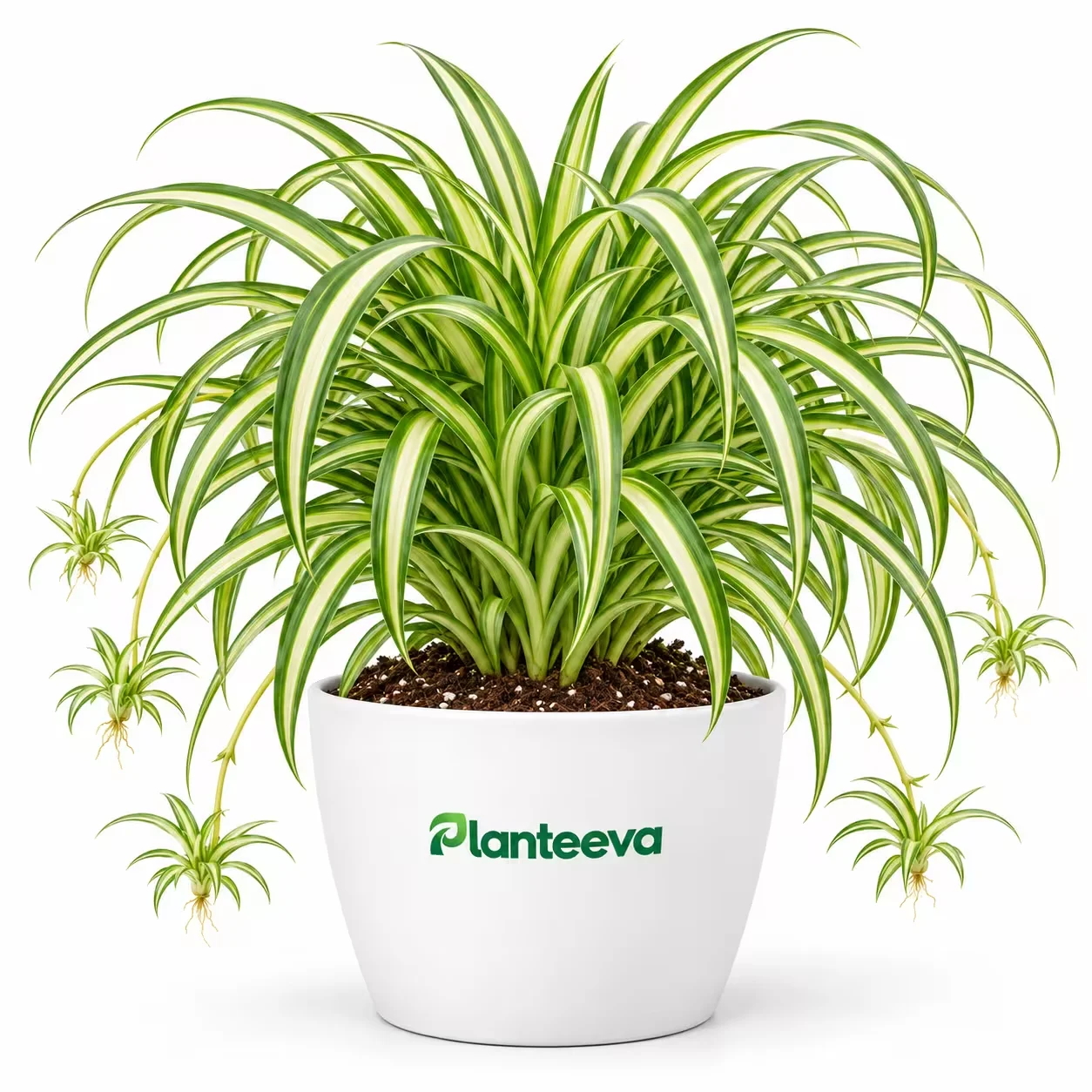 006-spider-plant-featured_resized