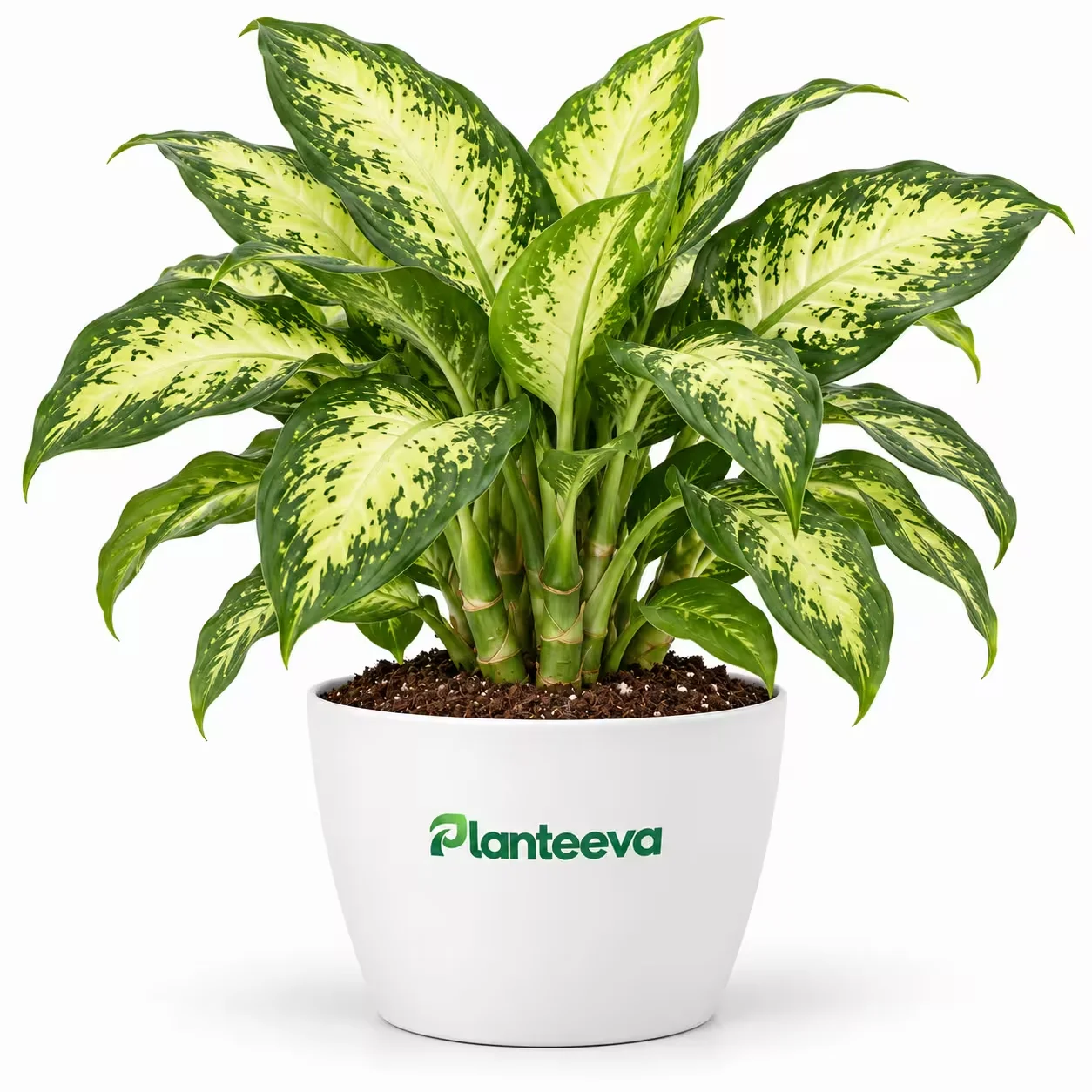 007-dieffenbachia-featured_resized