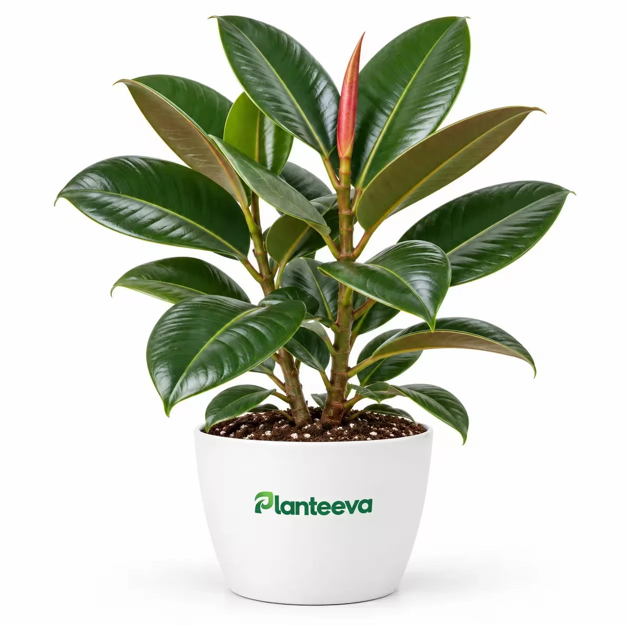 008-rubber-plant-featured_resized