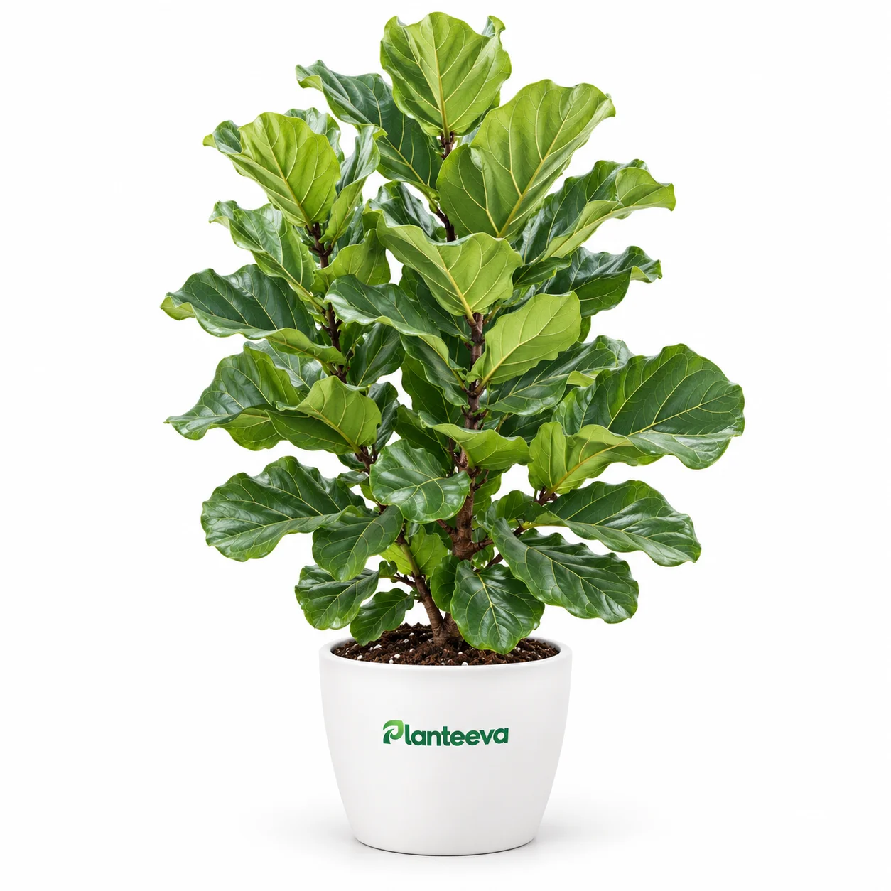011-fiddle-leaf-fig-featured_resized