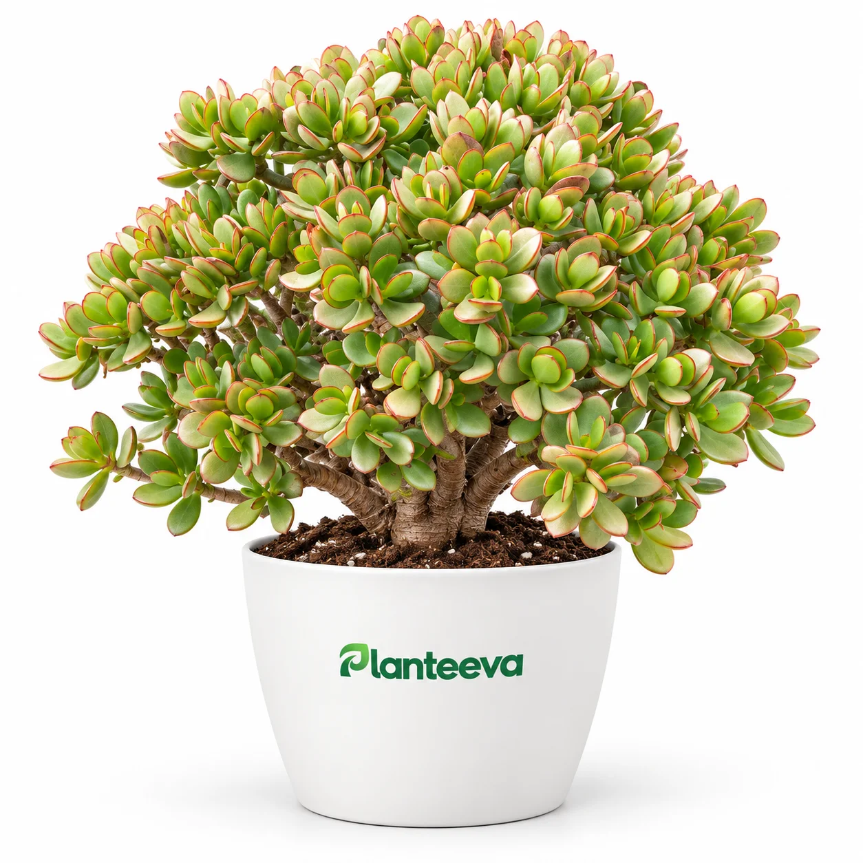 012-jade-plant-featured_resized