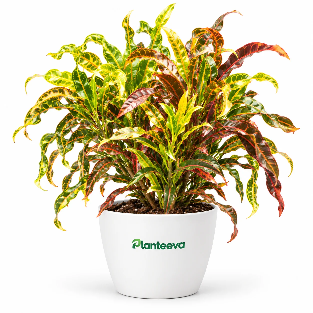 014-croton-featured_resized