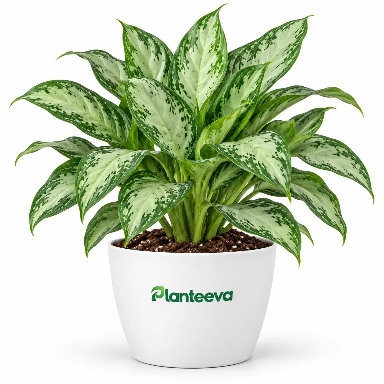 016-aglaonema-featured_resized