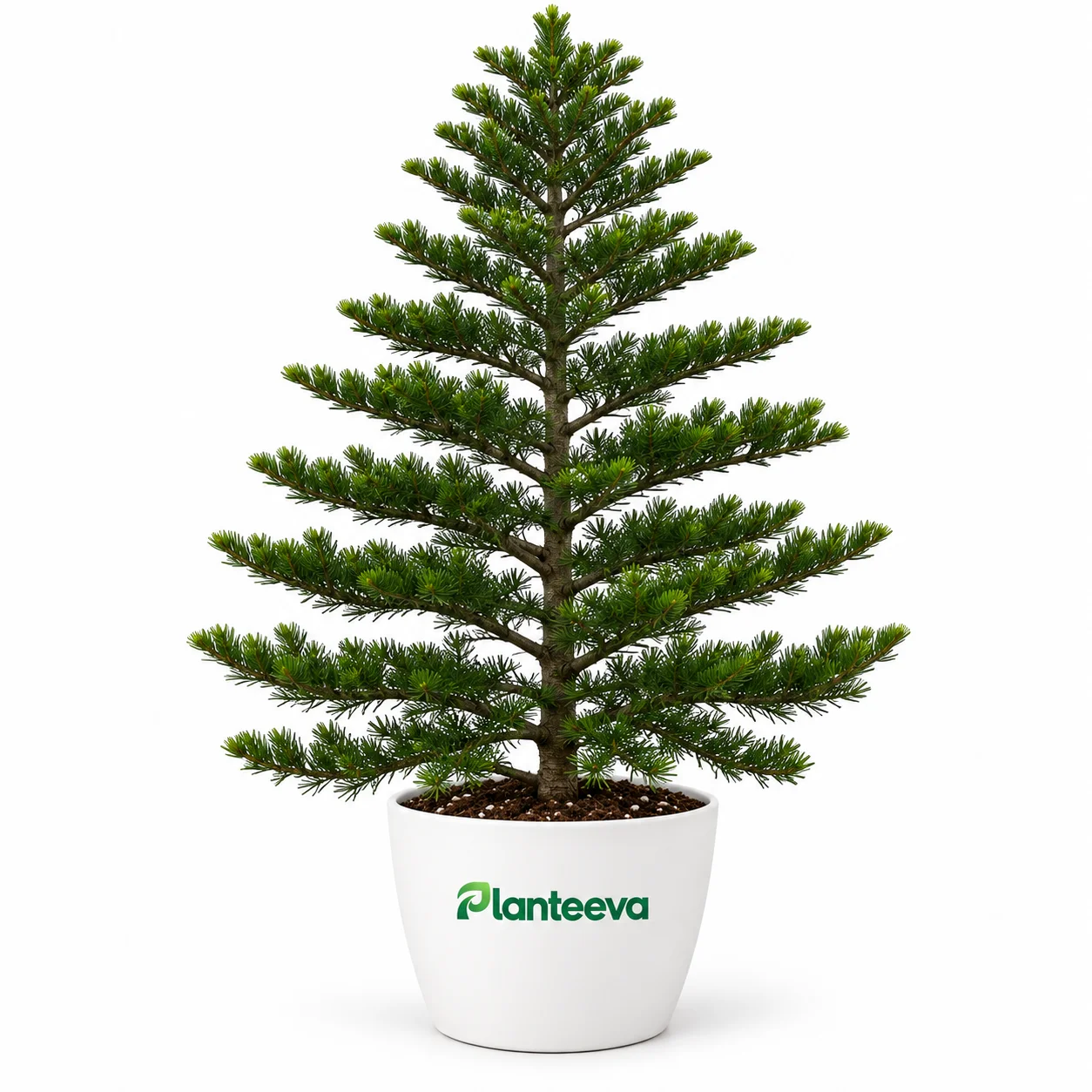 017-araucaria-featured_resized