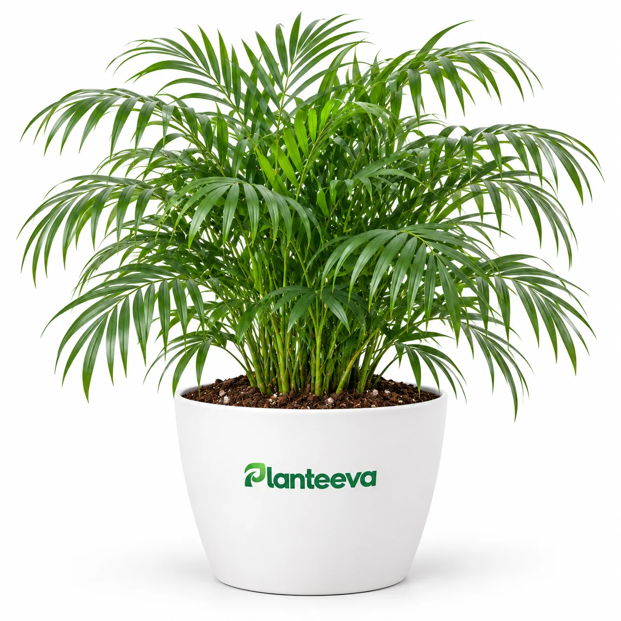 018-cat-palm-featured_resized