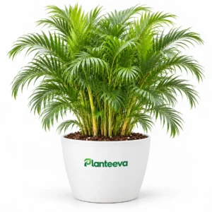 Areca Palm