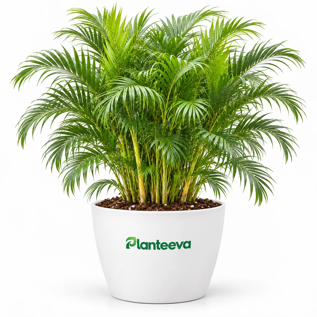 019-areca-palm-featured_resized