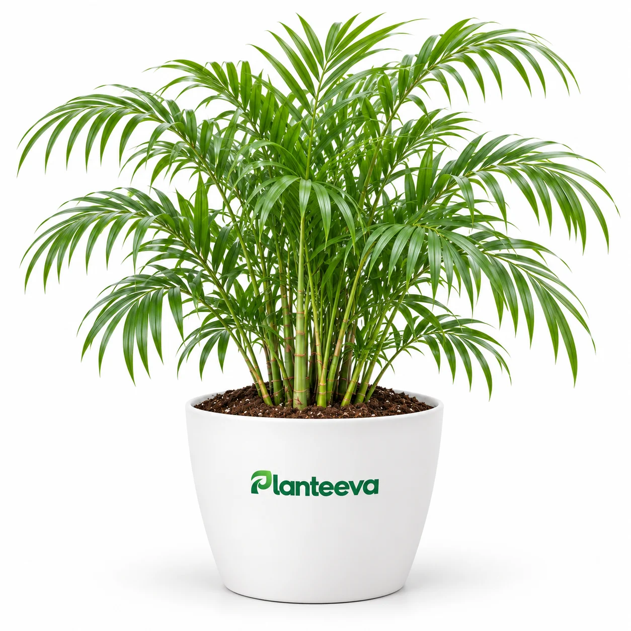 020-bamboo-palm-featured_resized