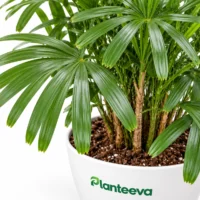 021-lady-palm-closeup_resized