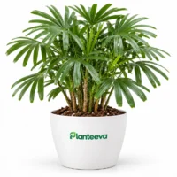 021-lady-palm-featured_resized