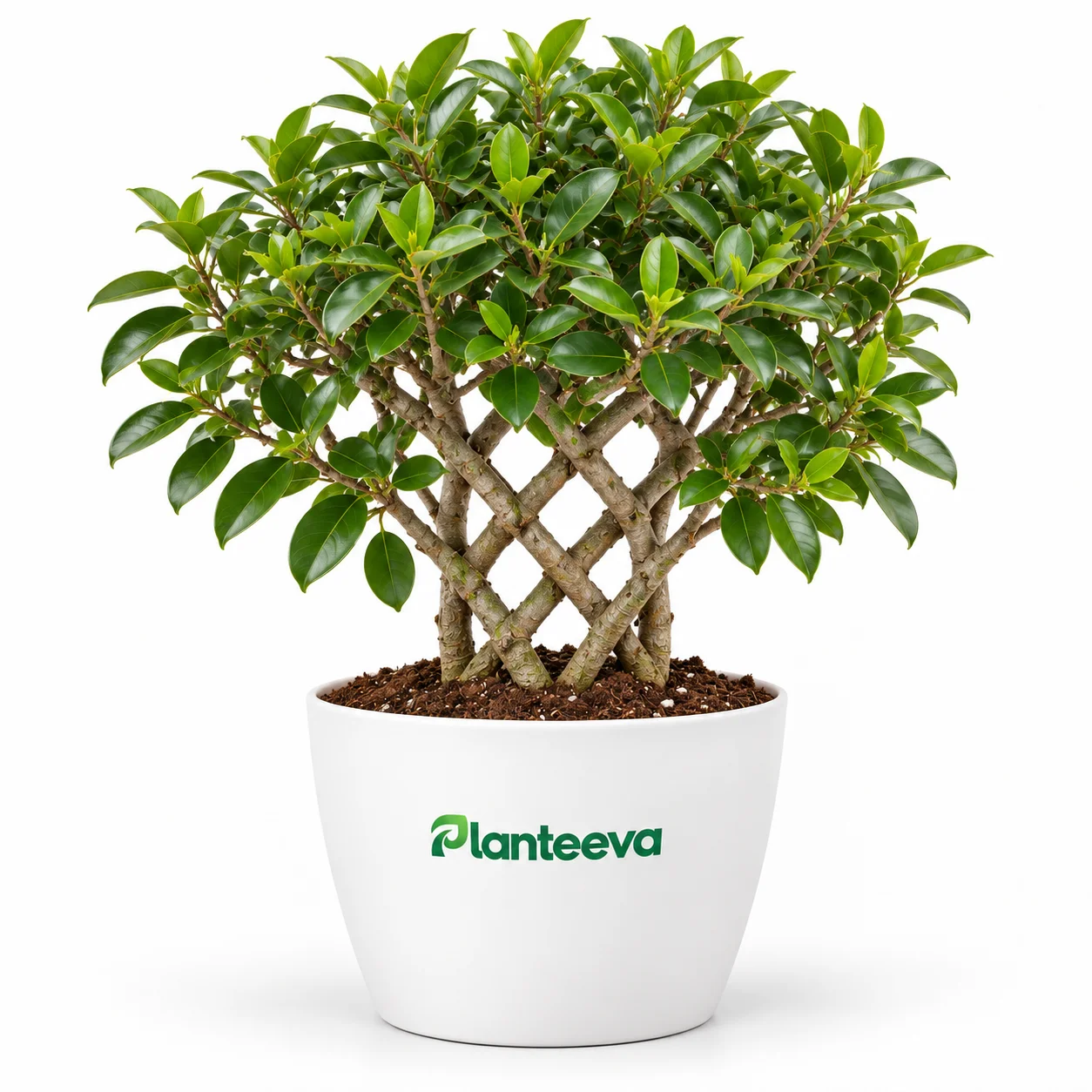 022-grill-ficus-featured_resized