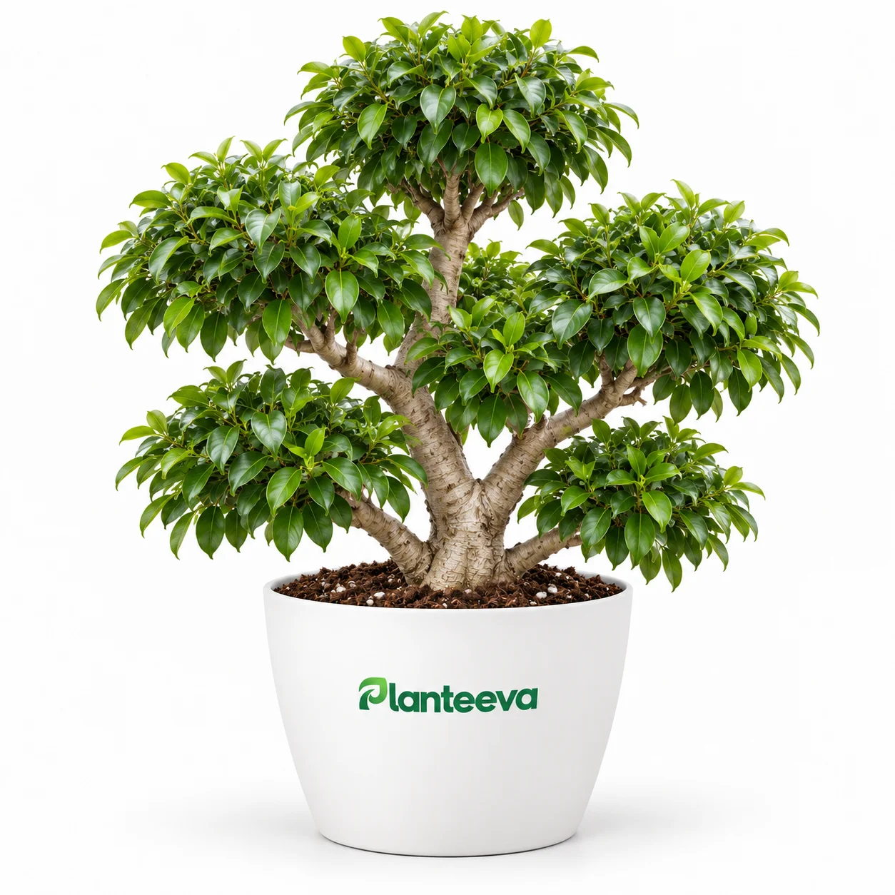 023-multi-head-ficus-featured_resized
