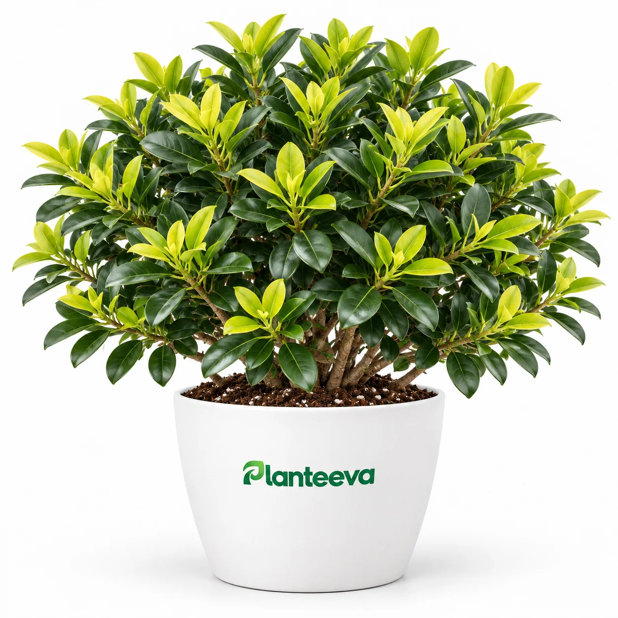024-golden-and-black-ficus-featured_resized