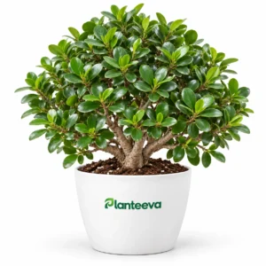 Panda Ficus Plant