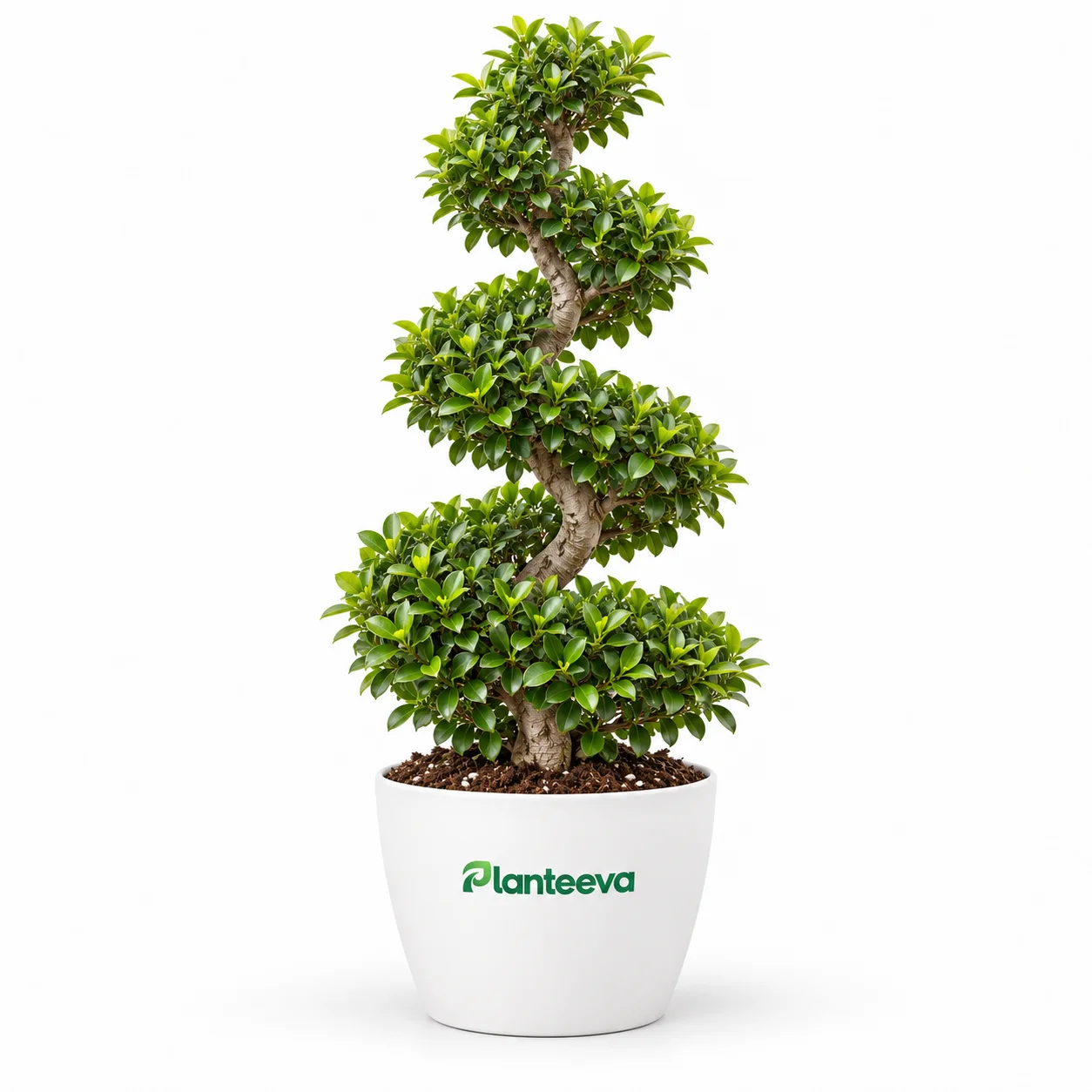 026-spiral-ficus-featured_resized