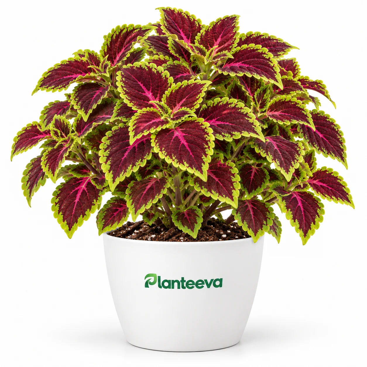 028-coleus-featured_resized