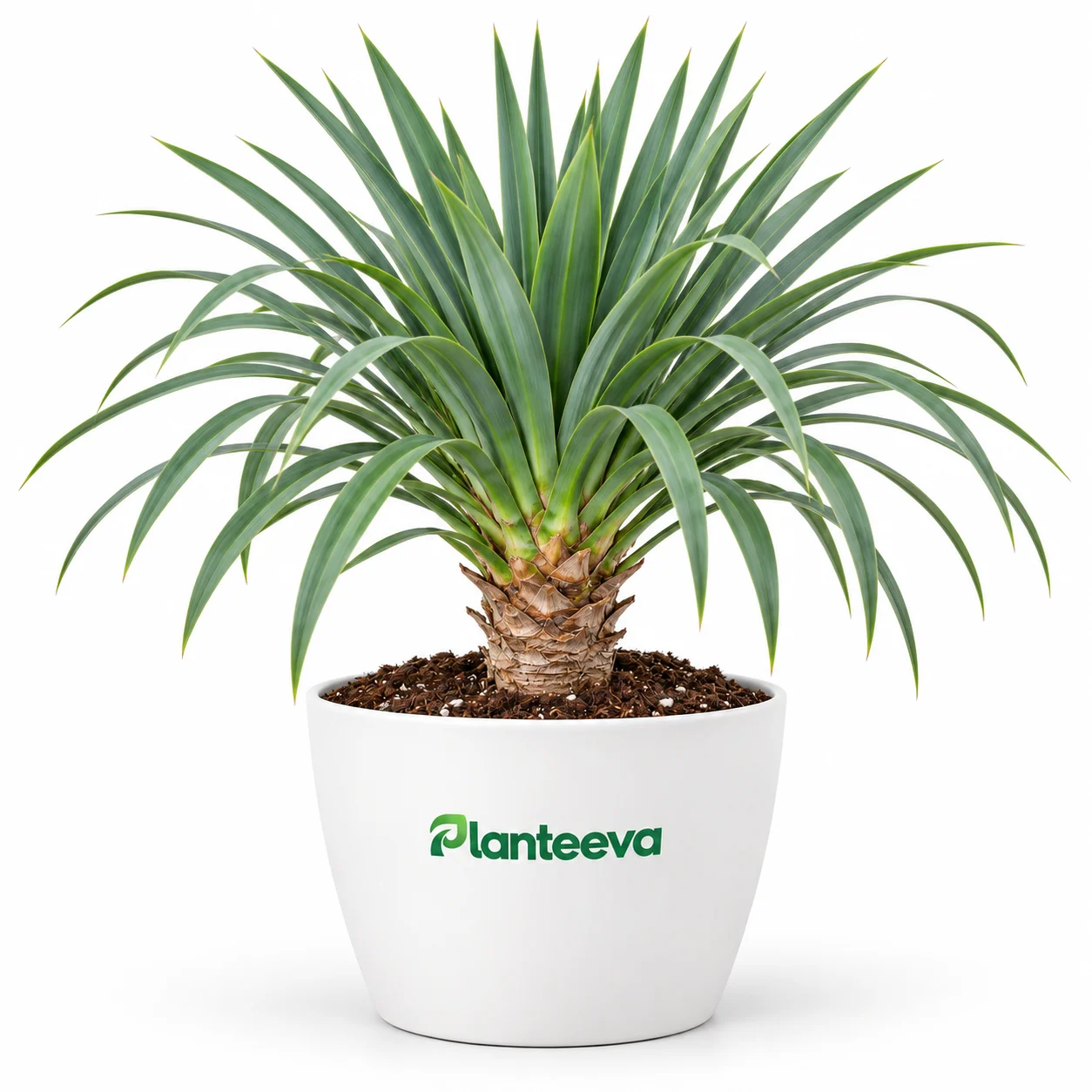 029-yucca-shower-featured_resized