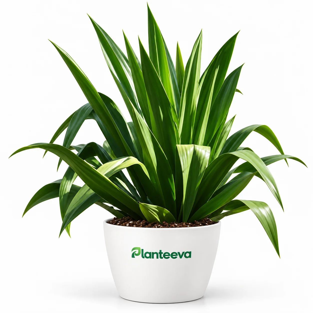 030-furcraea-featured_resized