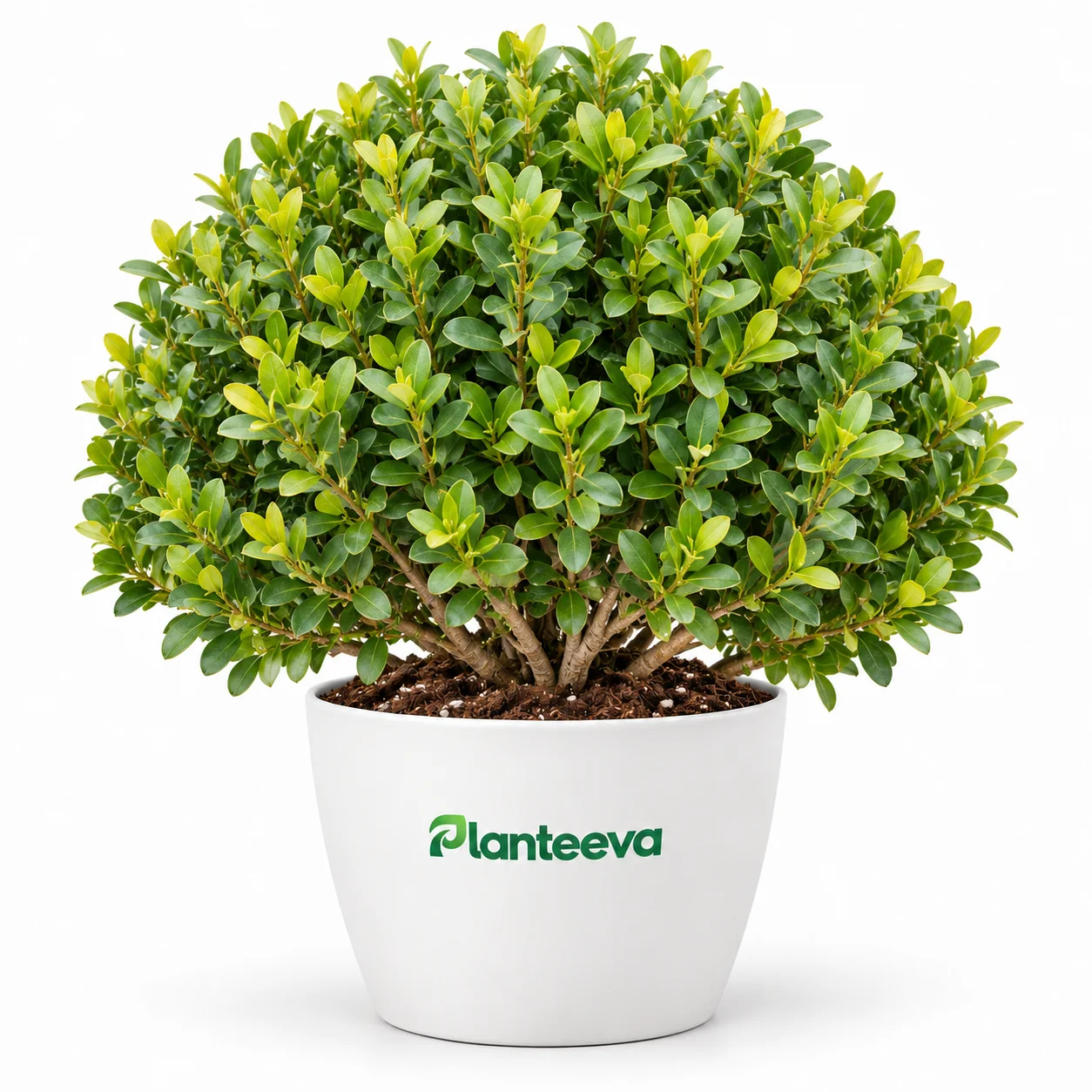031-buxus-football-featured_resized