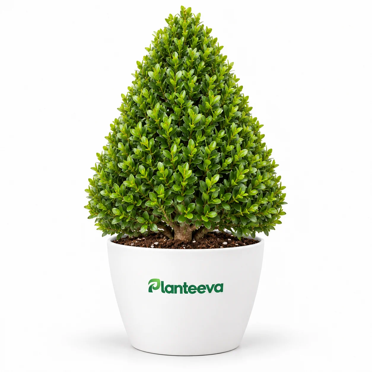 032-buxus-cone-featured_resized