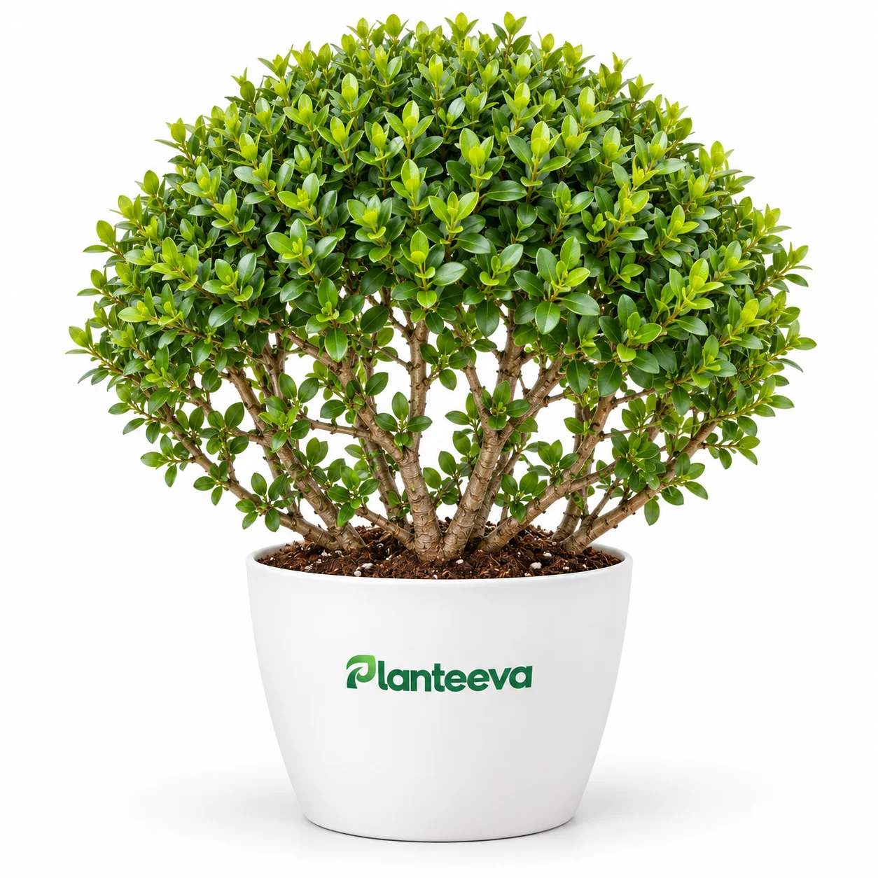033-buxus-cage-featured_resized