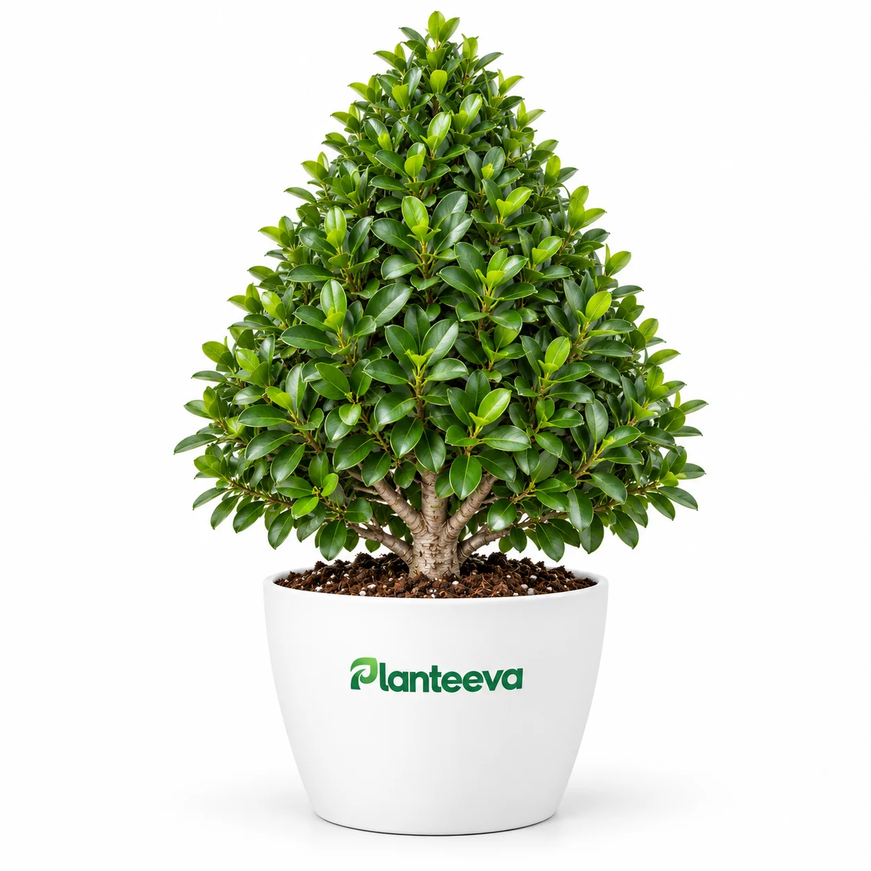 034-cone-ficus-featured_resized