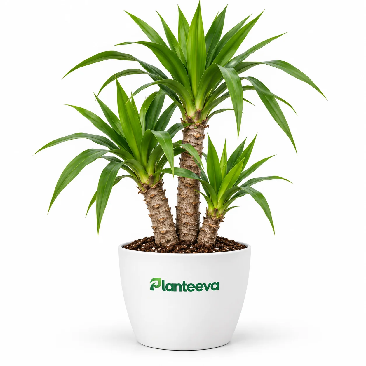 036-yucca-featured_resized