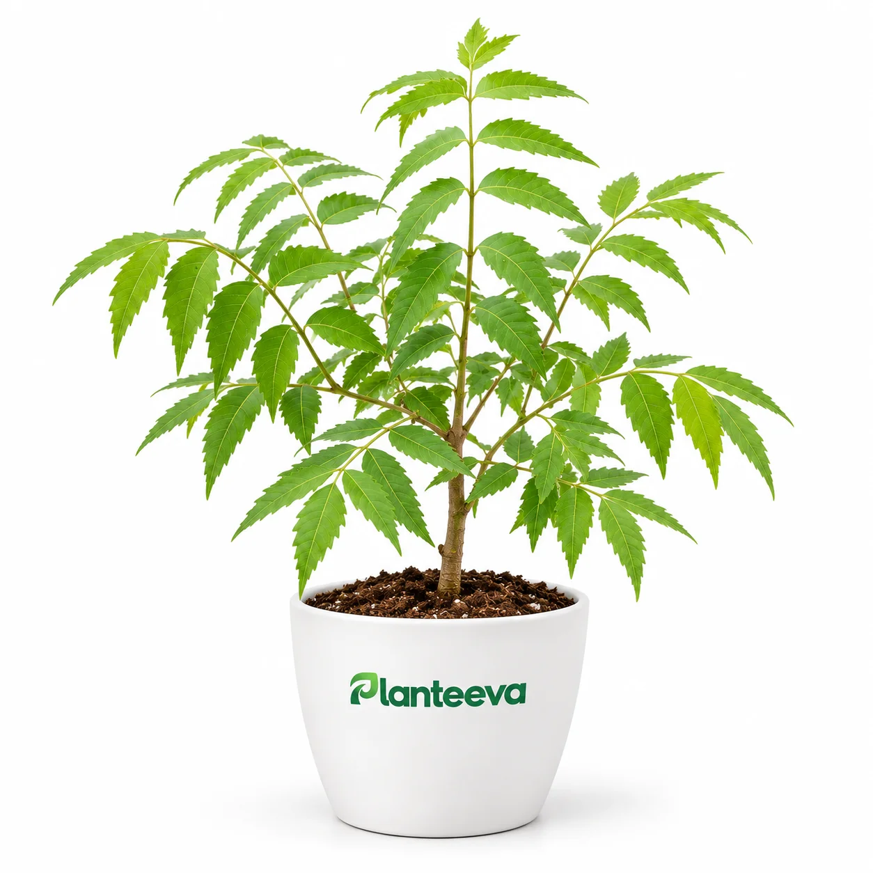 037-neem-featured_resized