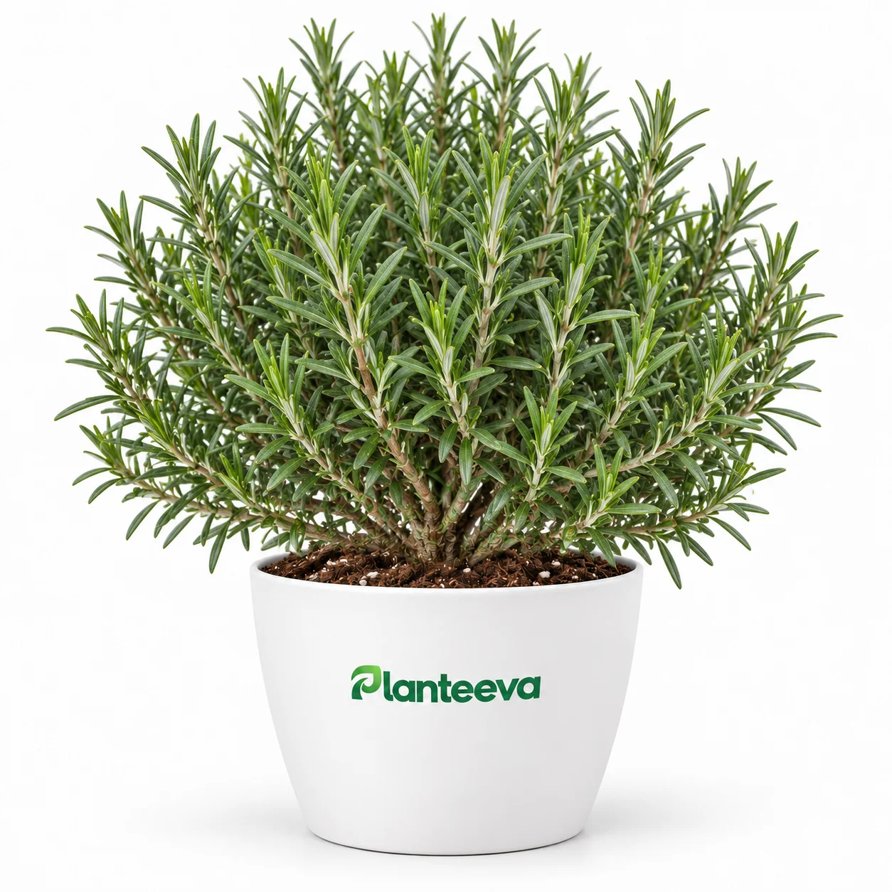 038-rosemary-featured_resized