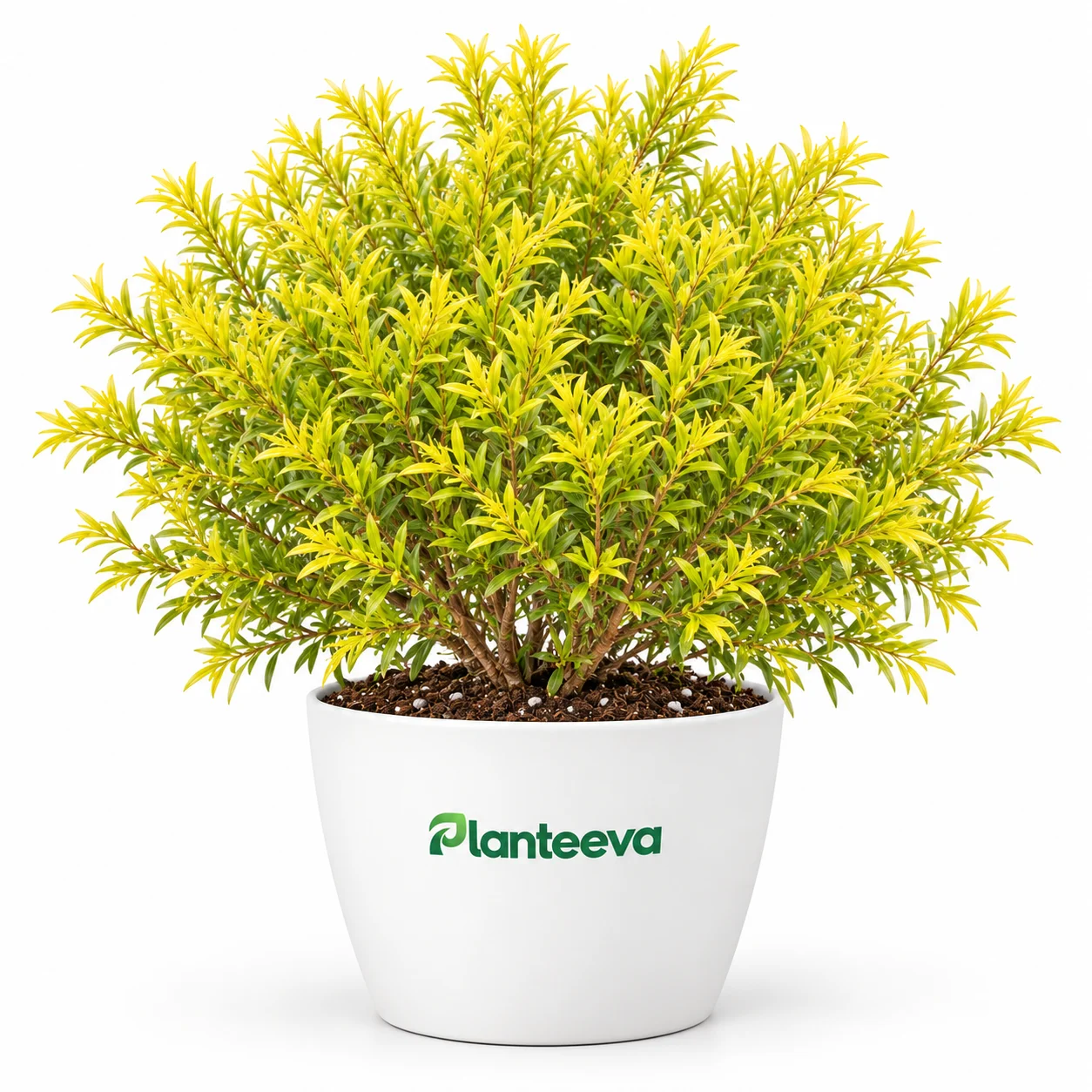 039-golden-melaleuca-featured_resized