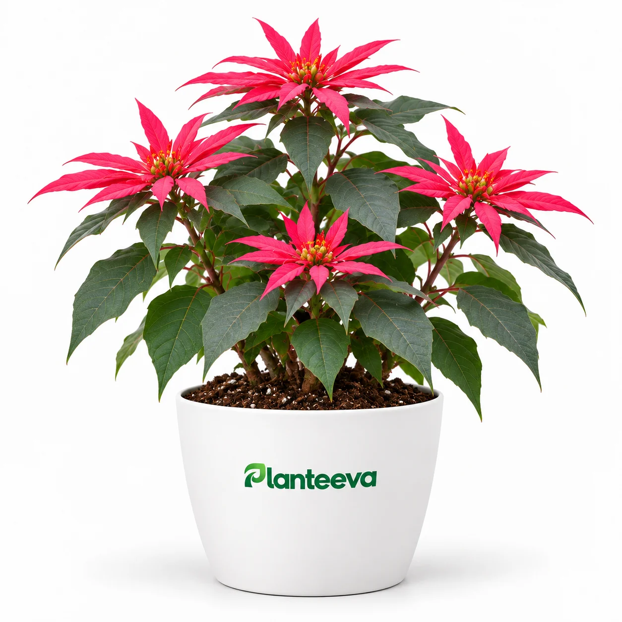 041-poinsettia-featured_resized