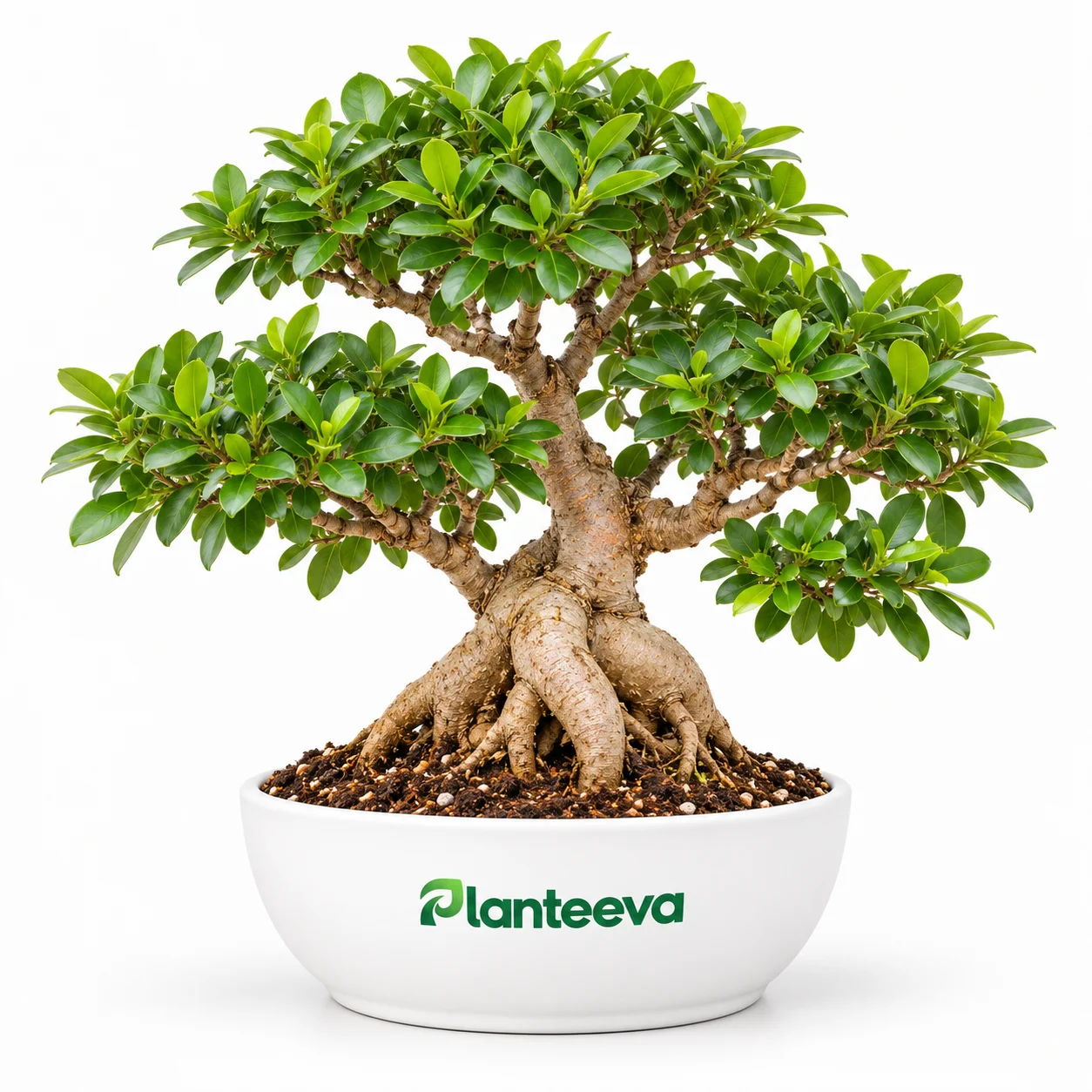 042-bonsai-ficus-featured_resized