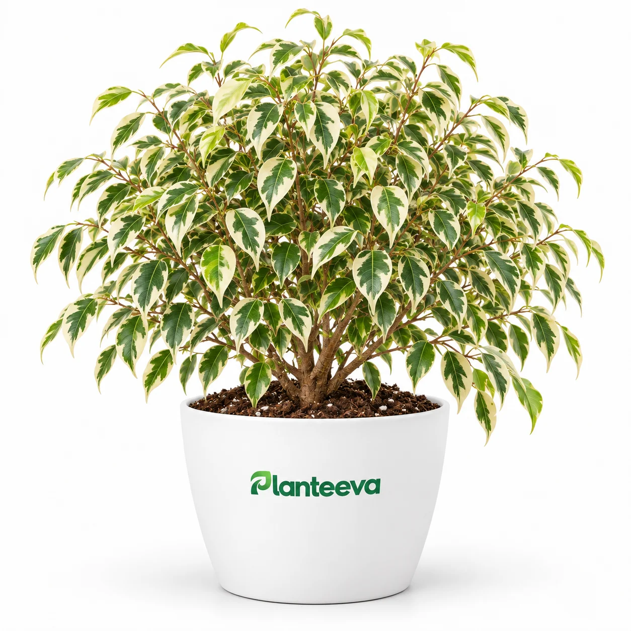 043-white-ficus-featured_resized