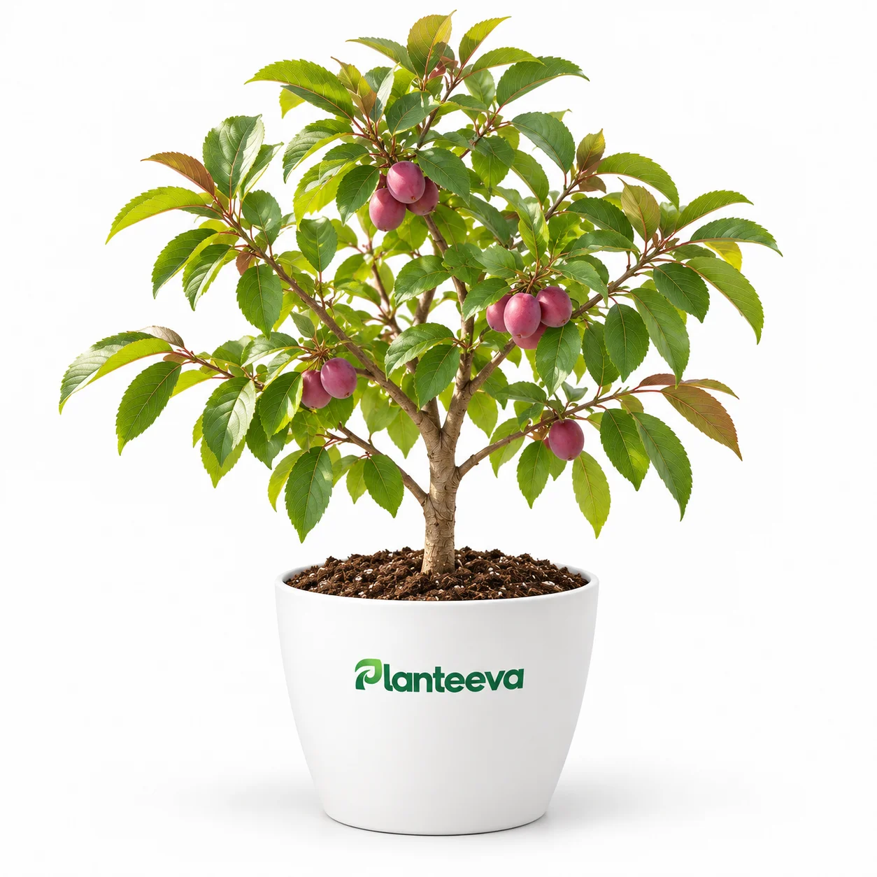 051-plum-featured_resized