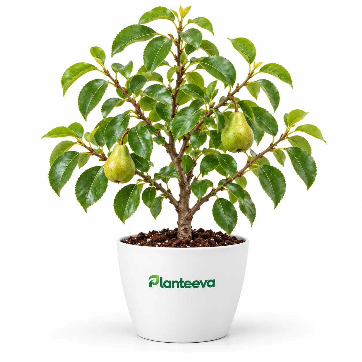 054-pear-featured_resized