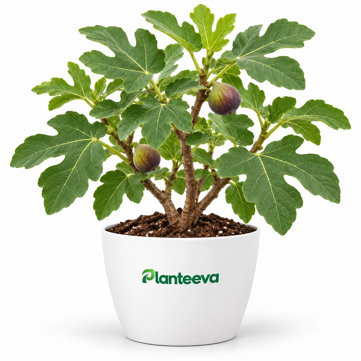 055-fig-featured_resized