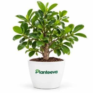 Jackfruit Plant
