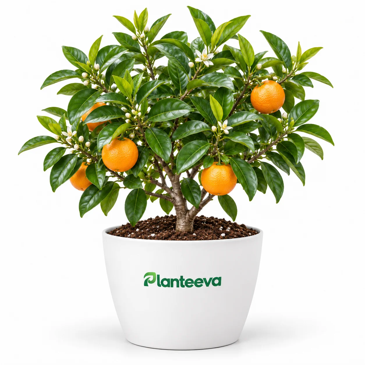 058-orange-featured_resized