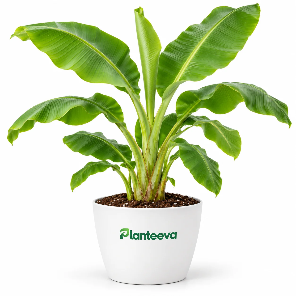 059-banana-featured_resized