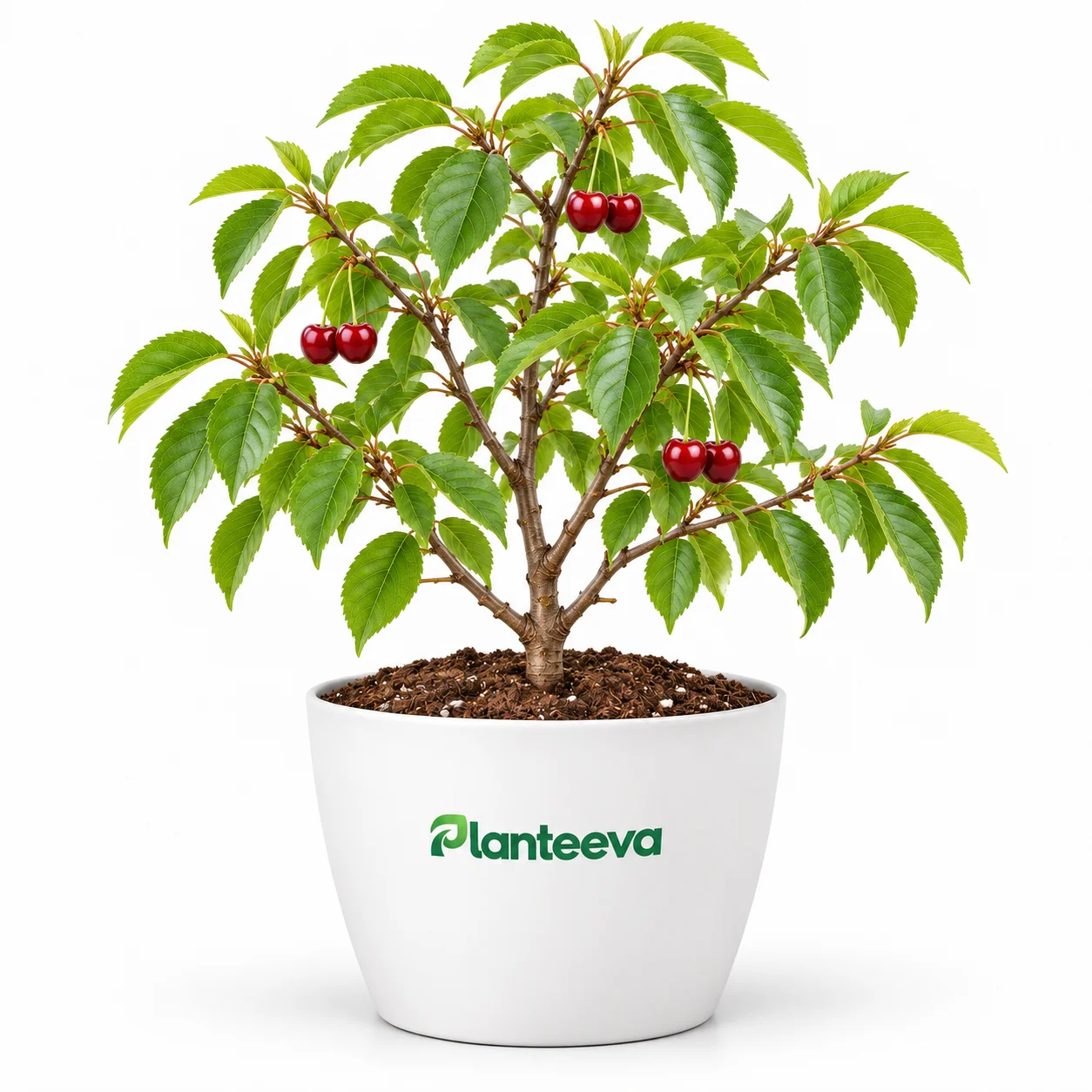 060-cherry-featured_resized