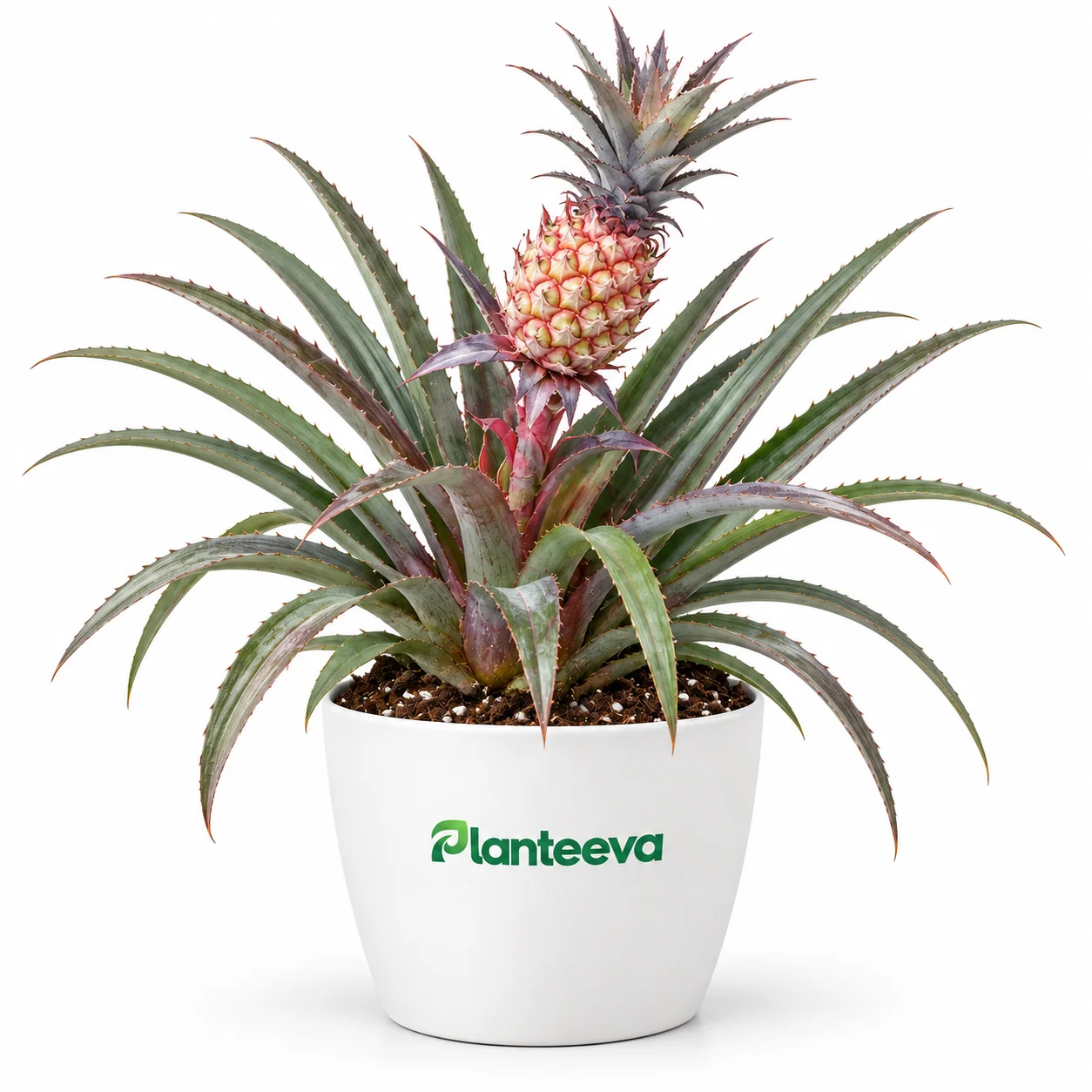 061-pineapple-featured_resized