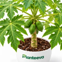 063-papaya-closeup_resized