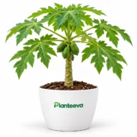 063-papaya-featured_resized