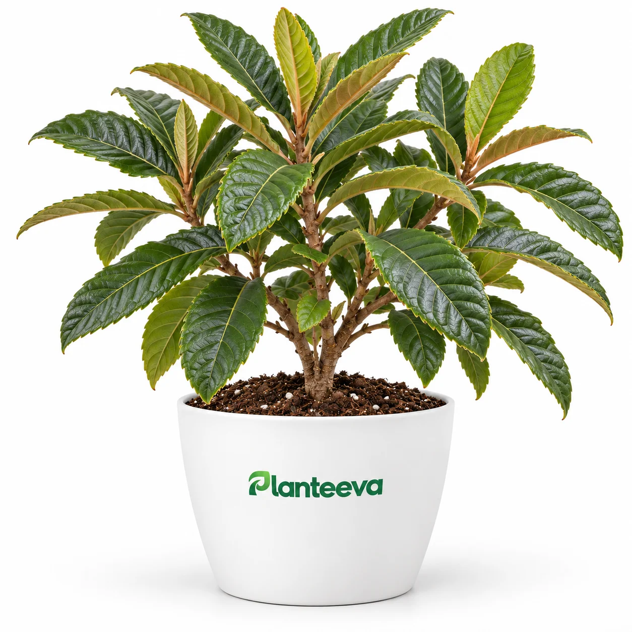 067-loquat-featured_resized