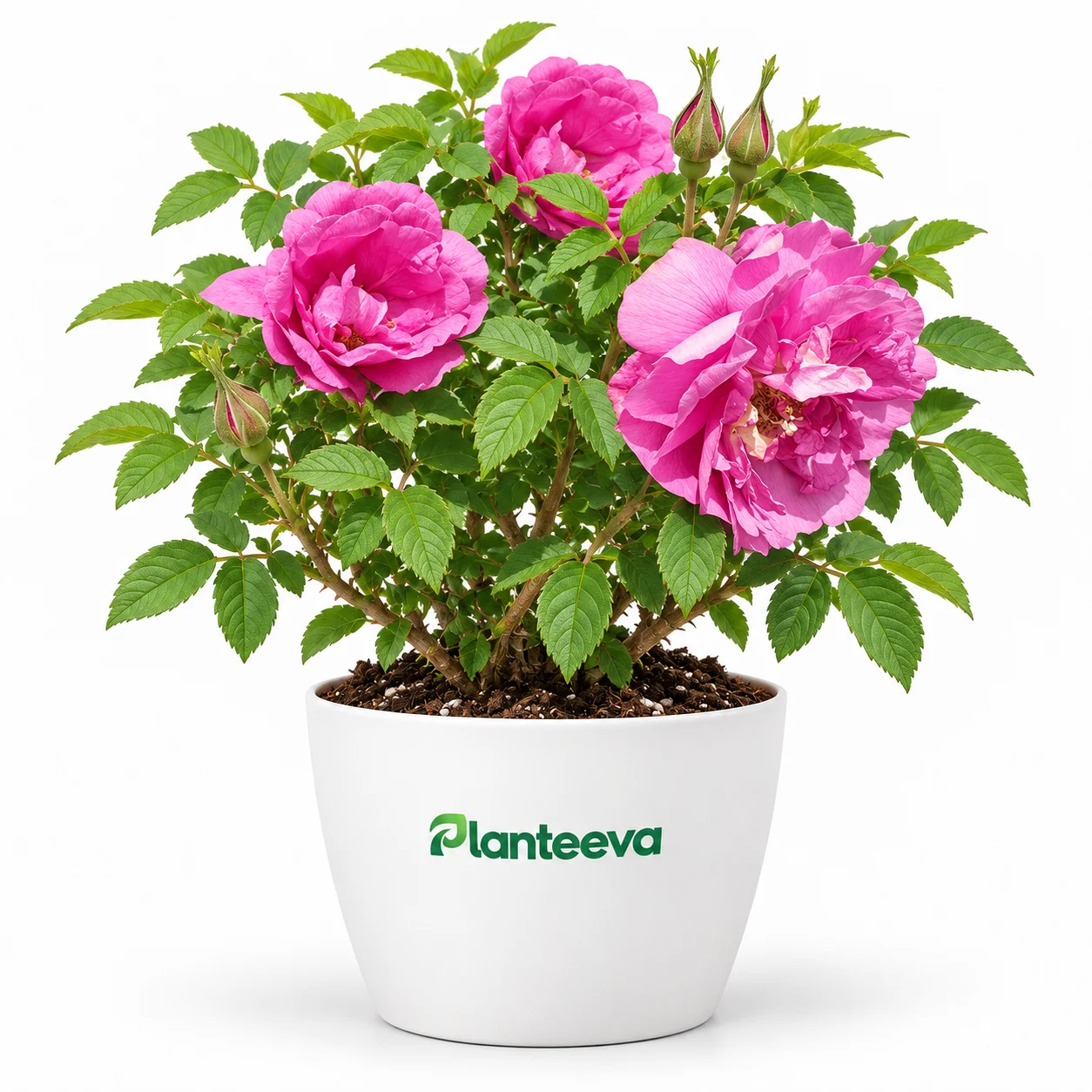 069-english-rose-featured_resized